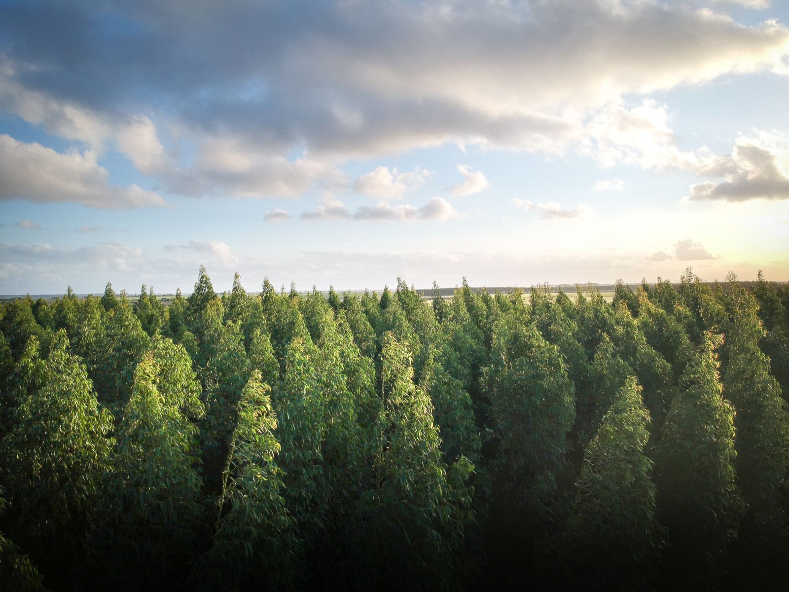 Aerial view of a dense eucalyptus forest under a bright sky in Taperoá, Brazil.