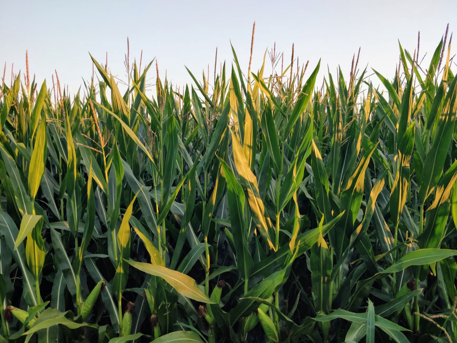 Lush cornfield in Poland under the warm evening sun, showcasing vibrant green leaves and blue sky.